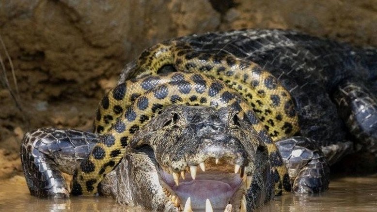 Fotógrafo americano flagra briga entre jacaré e cobra no Pantanal