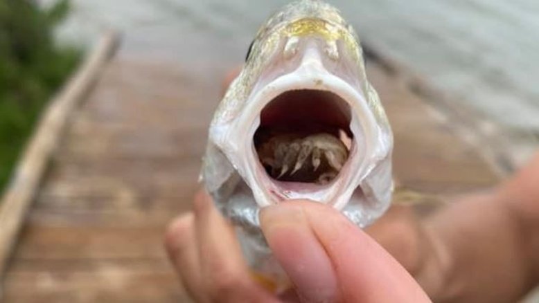 Parasita invade boca de peixe, come a língua dele e substitui o órgão