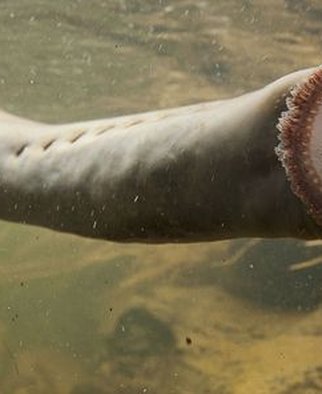 'Peixe-vampiro' da era dos dinossauros é visto pela primeira vez em 20 anos