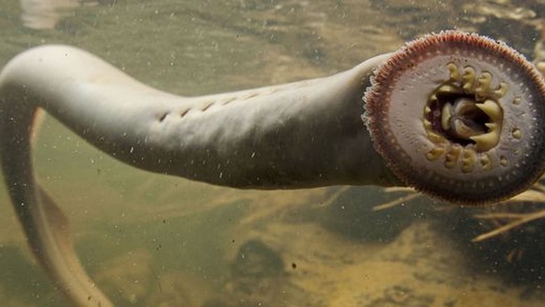 'Peixe-vampiro' da era dos dinossauros é visto pela primeira vez em 20 anos