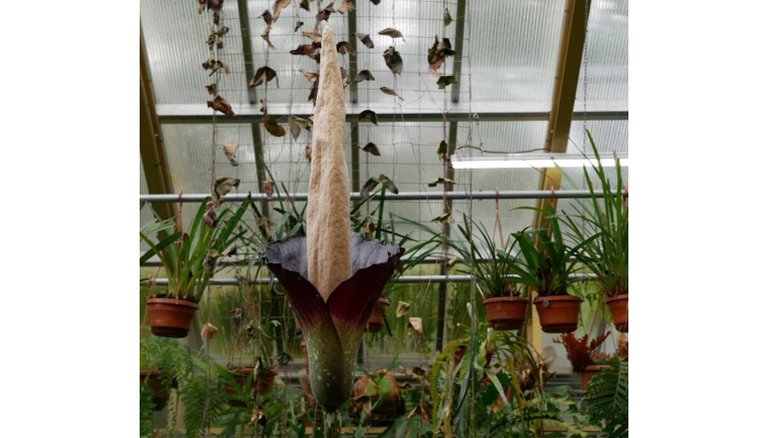 Instagram/ @hortusleiden