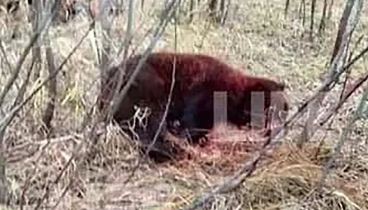 Boxeador luta com urso gigante que matou seu amigo e consegue sobreviver
