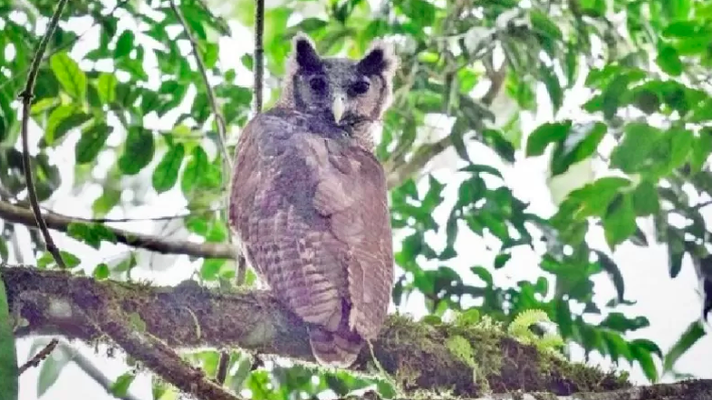 Coruja gigante e rara que estava sumida reaparece após 150 anos