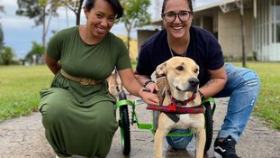 Família viaja mais de 300 km para adotar cachorro paraplégico que havia sido abandonado