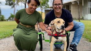 Família viaja mais de 300 km para adotar cachorro paraplégico que havia sido abandonado