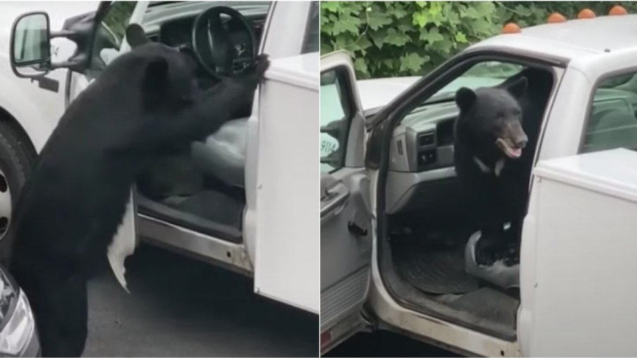Vídeo: Urso invade carro estacionado em busca de comida