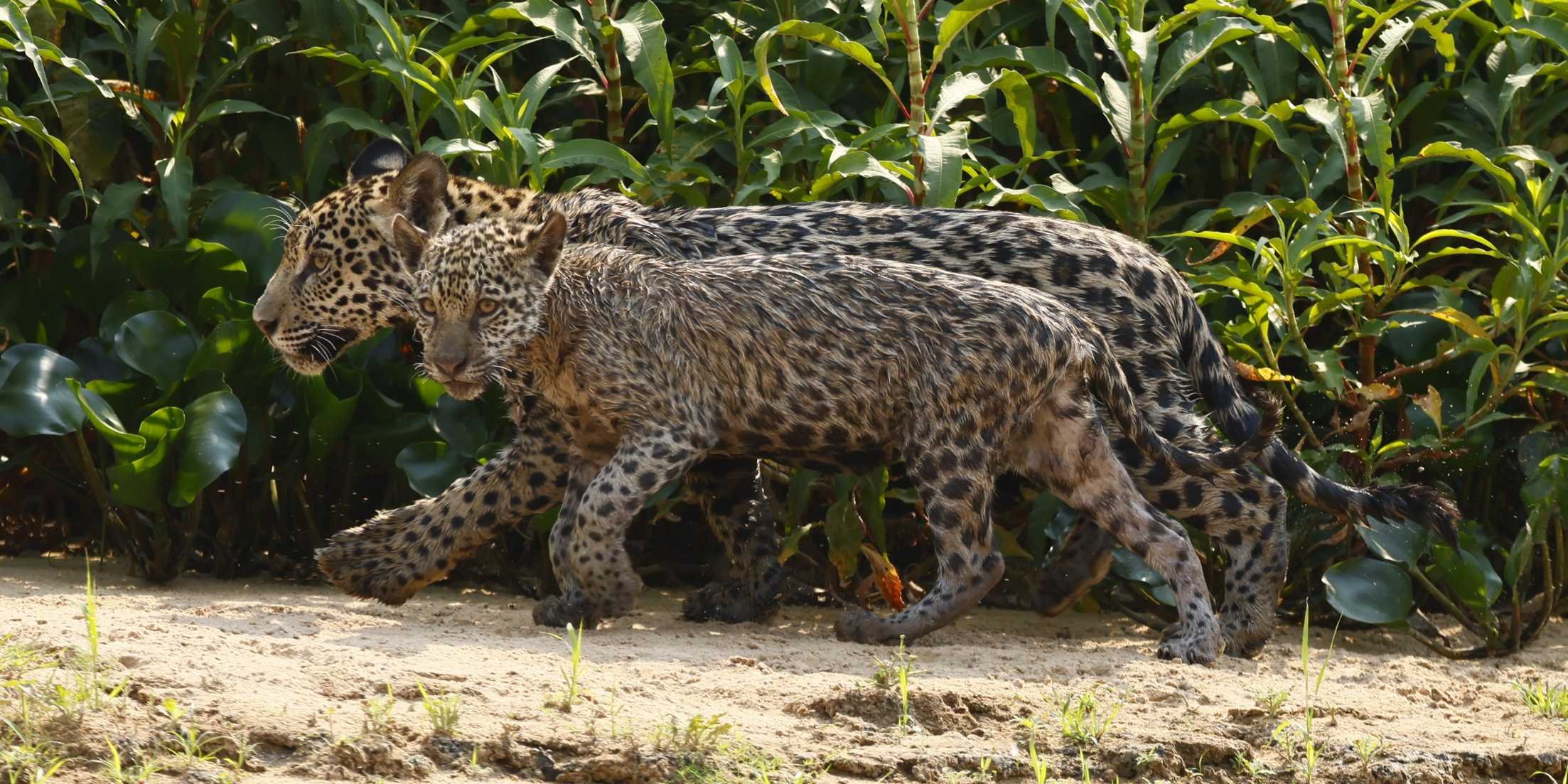 Pantanal, uma ‘montanha-russa’ de emoções 11 Pantanal, uma ‘montanha-russa’ de emoções