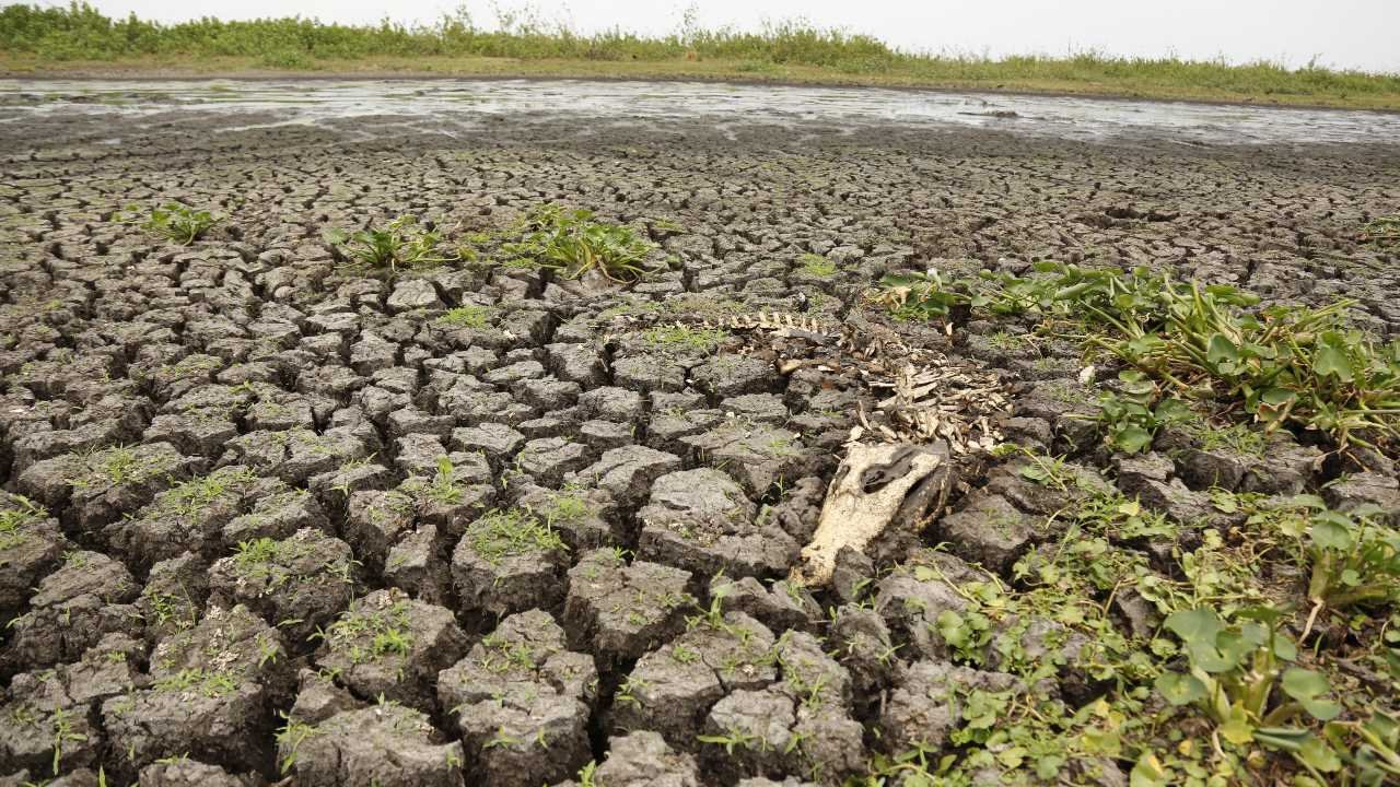 Pantanal, uma ‘montanha-russa’ de emoções 8 Pantanal, uma ‘montanha-russa’ de emoções