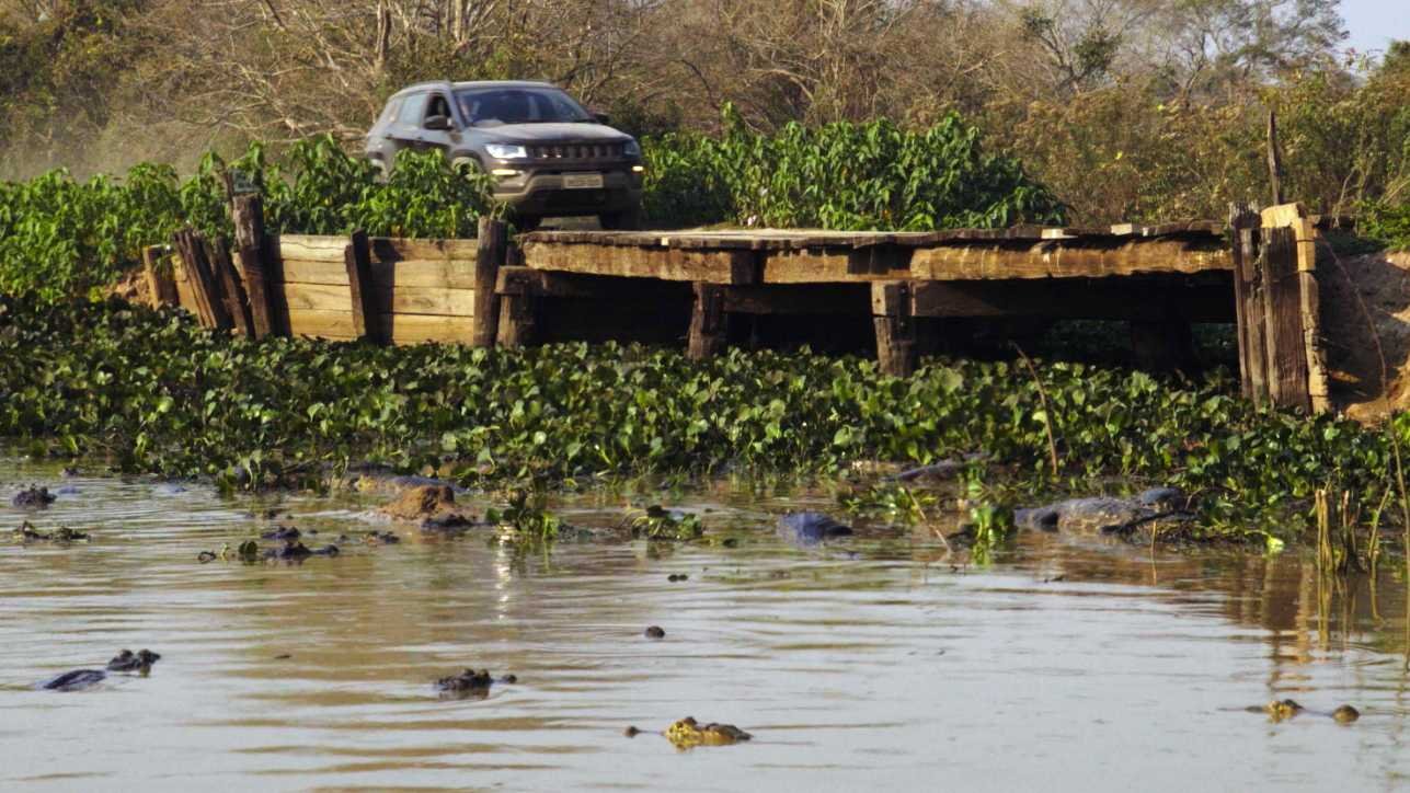 Pantanal, uma ‘montanha-russa’ de emoções 9 Pantanal, uma ‘montanha-russa’ de emoções