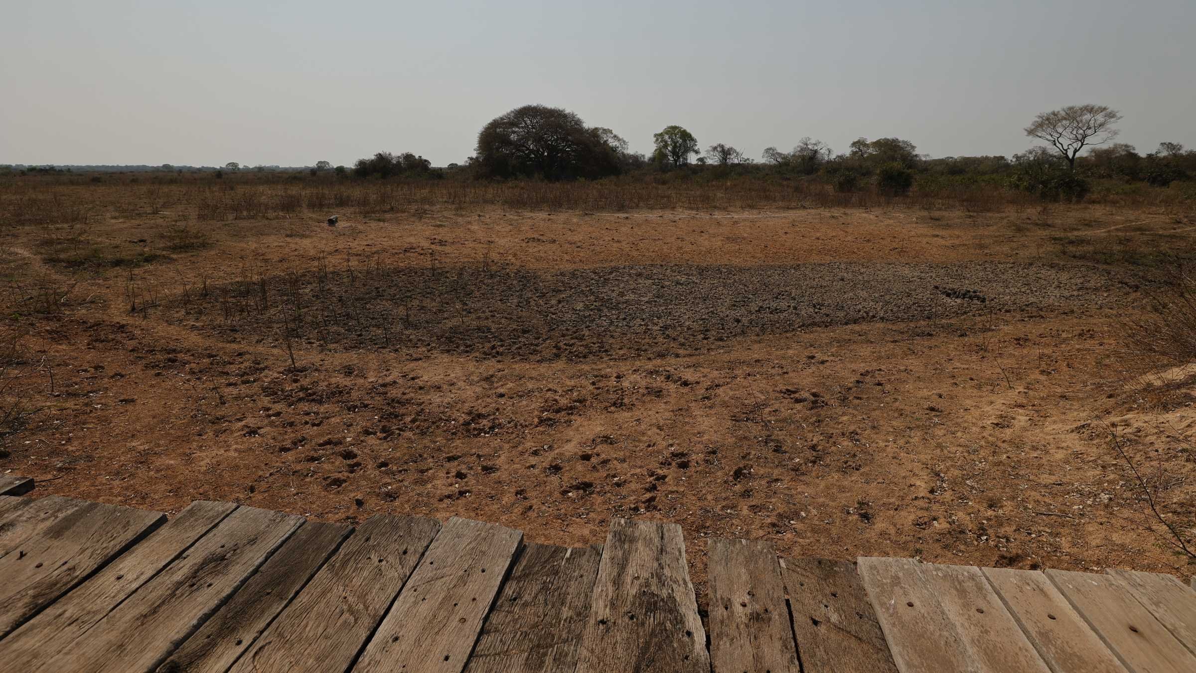Pantanal, uma ‘montanha-russa’ de emoções 10 Pantanal, uma ‘montanha-russa’ de emoções