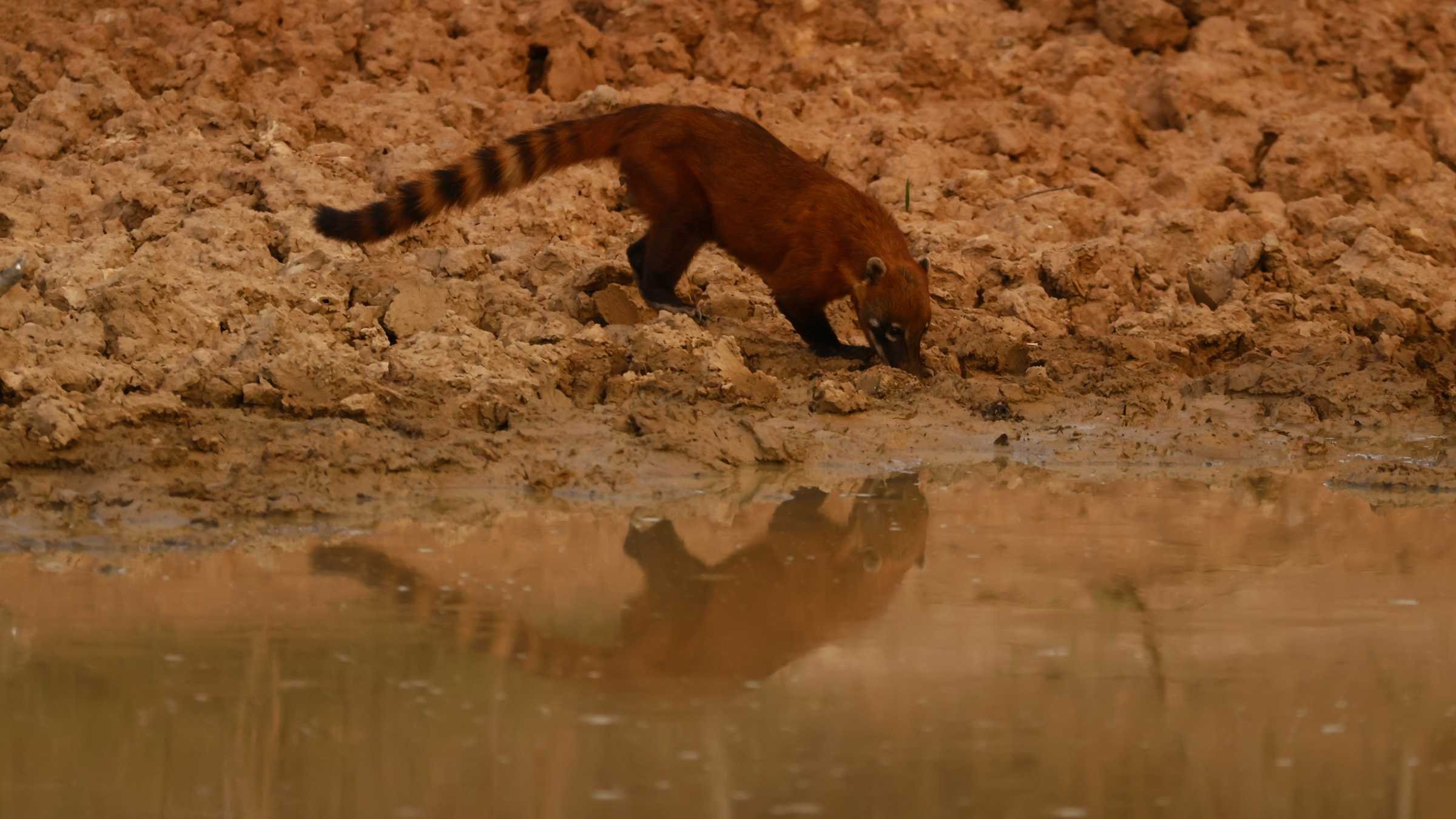 Pantanal, uma ‘montanha-russa’ de emoções 12 Pantanal, uma ‘montanha-russa’ de emoções