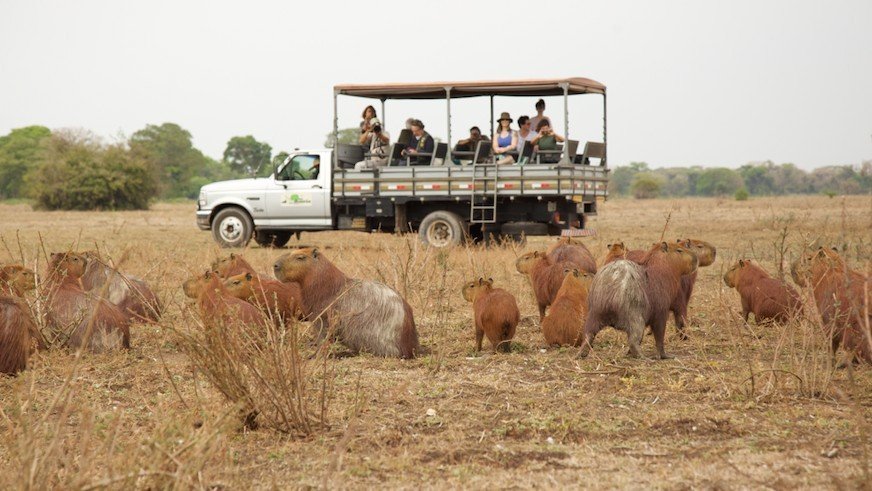 Pantanal, uma ‘montanha-russa’ de emoções 14 Pantanal, uma ‘montanha-russa’ de emoções