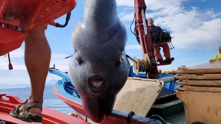 Vídeo: Pescadores encontram peixe-luna gigante na Espanha