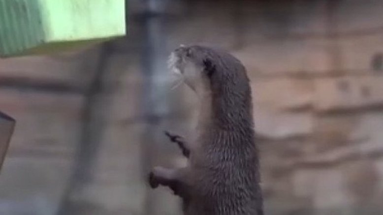 Vídeo: Lontra salva celular que caiu na água em parque chinês