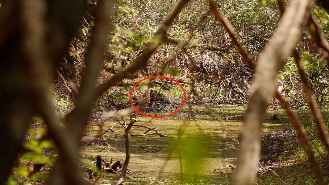 Dia do Pantanal: A saga para encontrar Ousado 14 Dia do Pantanal: A saga para encontrar Ousado