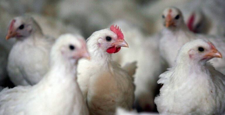 EUA reporta segundo caso de gripe aviária em humanos
