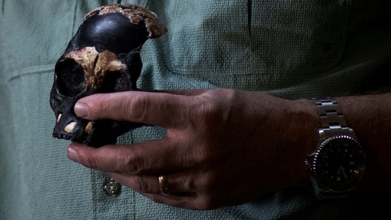 Fósseis descobertos na África do Sul revivem mistério sobre ancestral do homem
