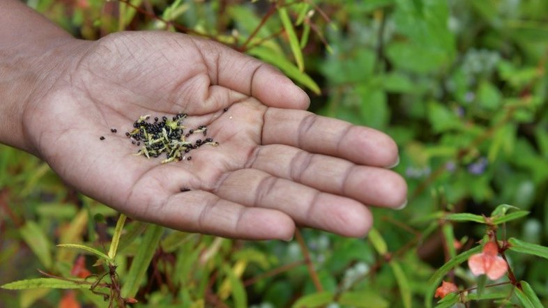 Força feminina luta para proteger enclave de biodiversidade na Índia
