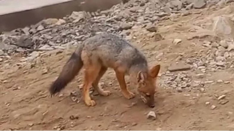 Reprodução/ TikTok