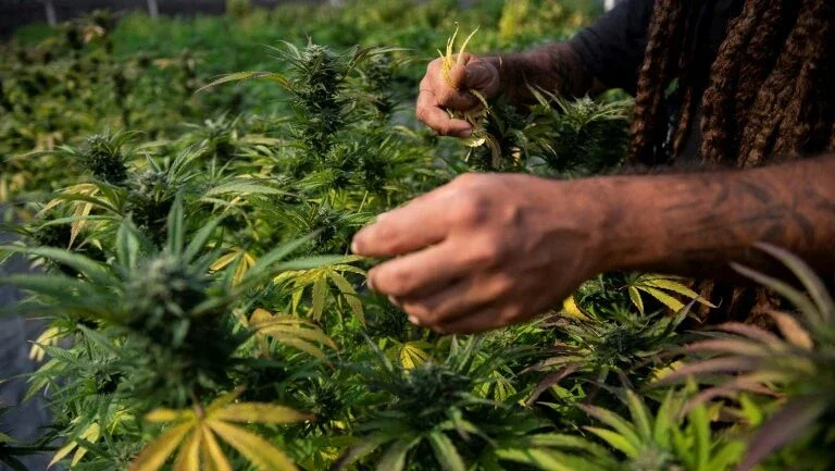 Cannabis tem legalização ainda incipiente no mundo