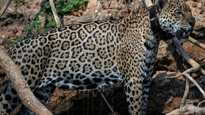 Desmatamento da Amazônia ameaça a maior biodiversidade do planeta