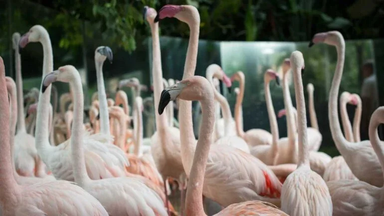 Divulgação/ Parque das Aves