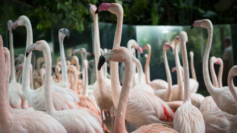 Divulgação/ Parque das Aves