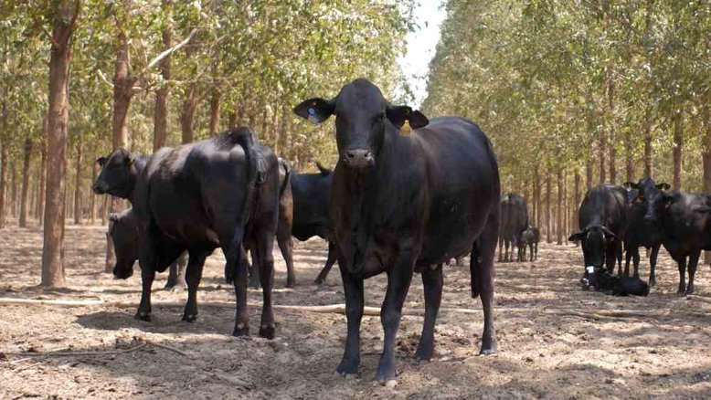 Carapreta exibe case brasileiro de sistema agropecuário sustentável na COP26