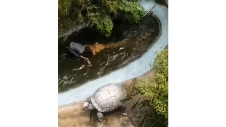 Reprodução