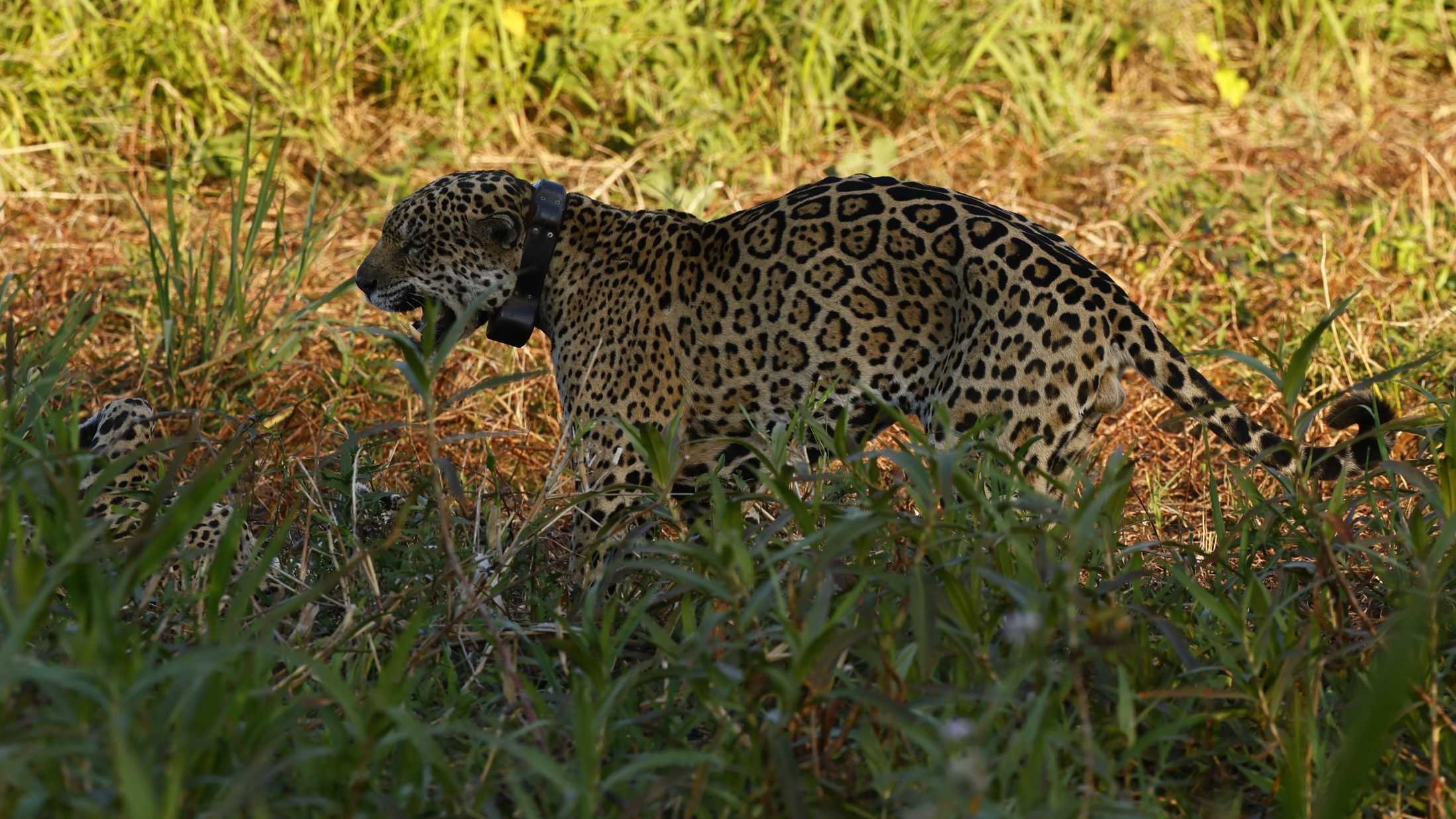 Dia do Pantanal: A saga para encontrar Ousado 15 Dia do Pantanal: A saga para encontrar Ousado