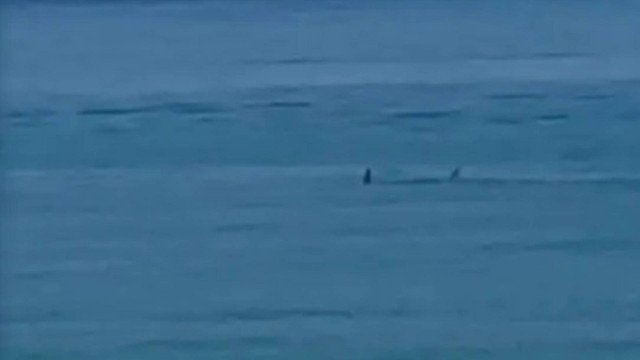 Homem é morto por tubarão-branco de mais de 4 metros enquanto nadava em praia