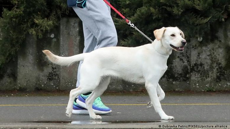 Dona de cão morde mulher em briga sobre disciplina de animais na Alemanha