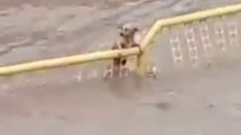 Vídeo: Preso em grade, cachorro tenta se salvar de enxurrada no Sul de Minas Gerais