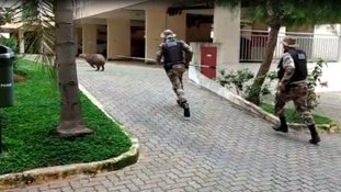 Divulgação/PMDF