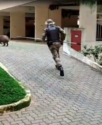 Divulgação/PMDF
