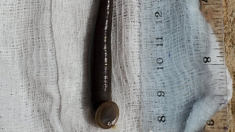 Sanguessuga é encontrada em garganta de criança de três anos no Quênia