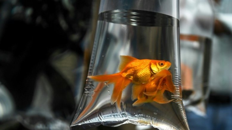 Peixe dourado consegue dirigir em terra firme, diz estudo israelense