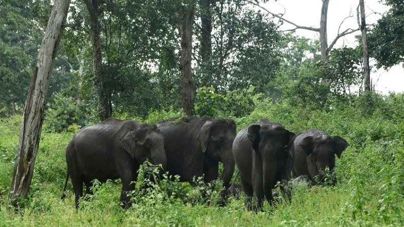 Elefantes selvagens destroem parque de safári em Bangladesh