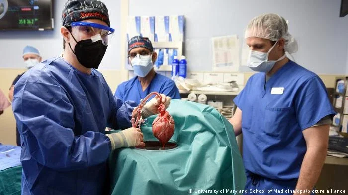 Em transplante inédito, homem recebe coração de porco
