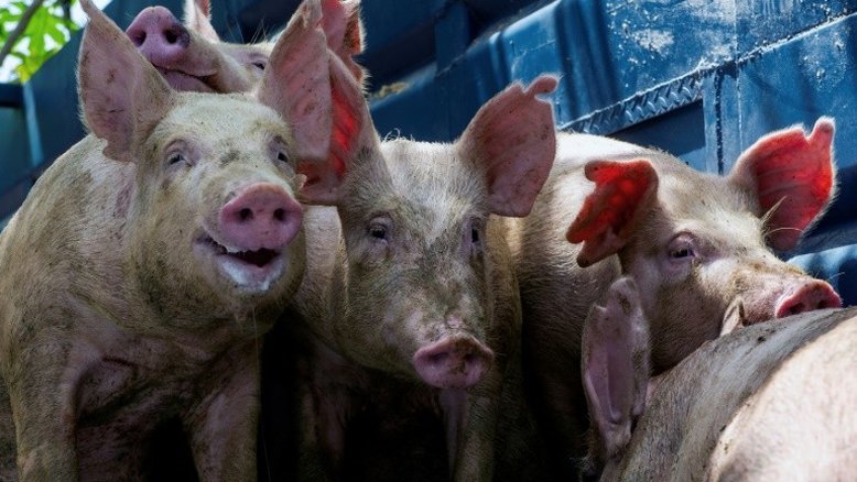 Cirurgiões americanos transplantam com sucesso um coração de porco em uma pessoa