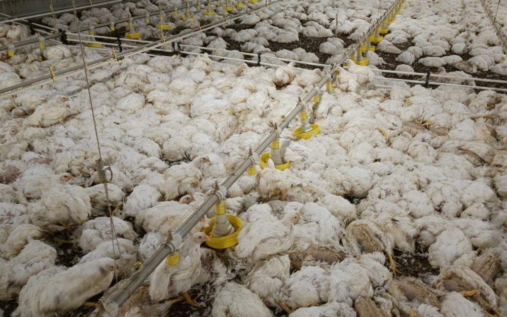 GO: Queda de energia causa a morte de mais de 120 mil aves em granja