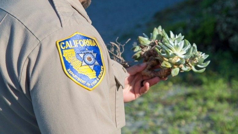 Sul-coreano que traficava plantas é preso nos EUA