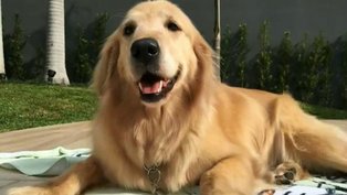 Cadela Meg. Imagem: Arquivo Pessoal