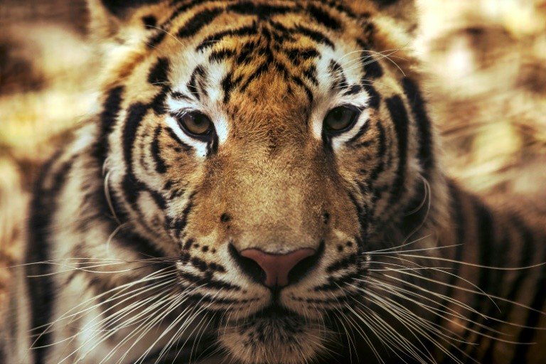 Confira lista de animais de estimação mais exóticos 14 Confira lista de animais de estimação mais exóticos