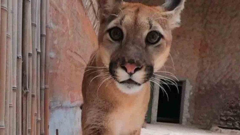 Onça Loki foge e zoológico de Brasília é evacuado