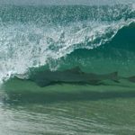 Ataques de tubarões se espalham pelo País e mostram despreparo no socorro às vítimas