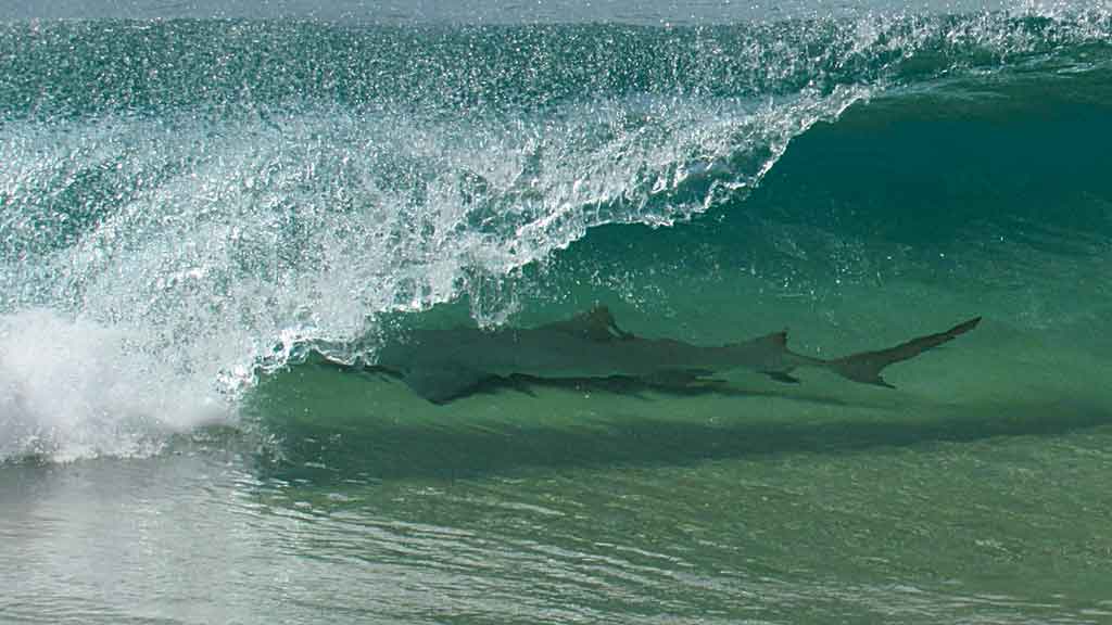 Ataques de tubarões se espalham pelo País e mostram despreparo no socorro às vítimas