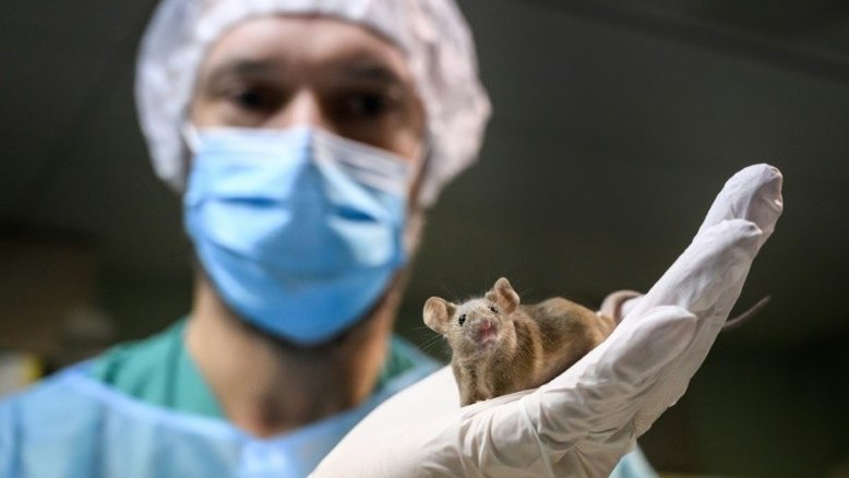 Suíça decide no domingo se proíbe experimentos médicos com animais e humanos