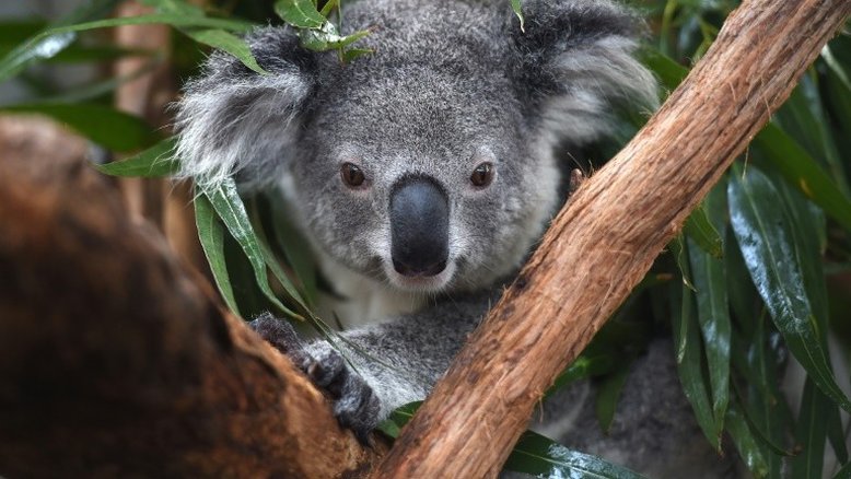 Austrália declara coalas espécie 'ameaçada' em sua costa leste