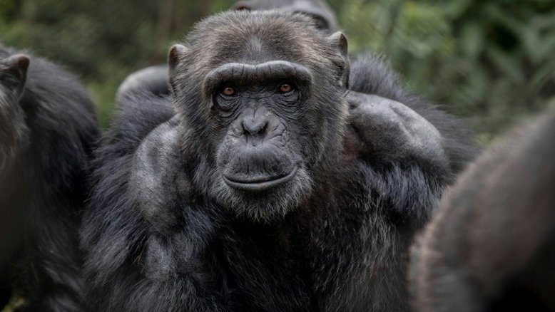 Reserva de Lwiro, um oásis para primatas traumatizados na RDC
